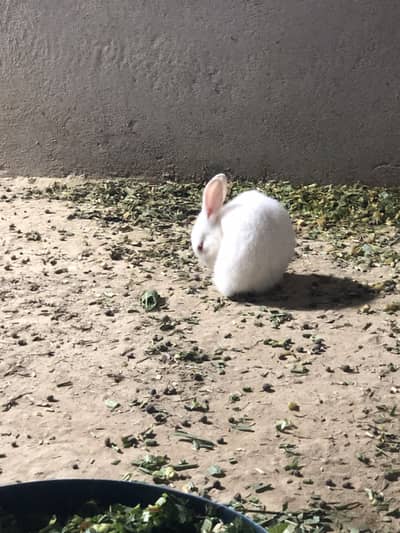 red eyes Bunnys | rabbits