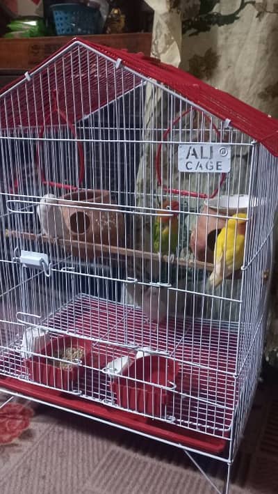 lovebirds 2 pair with cage