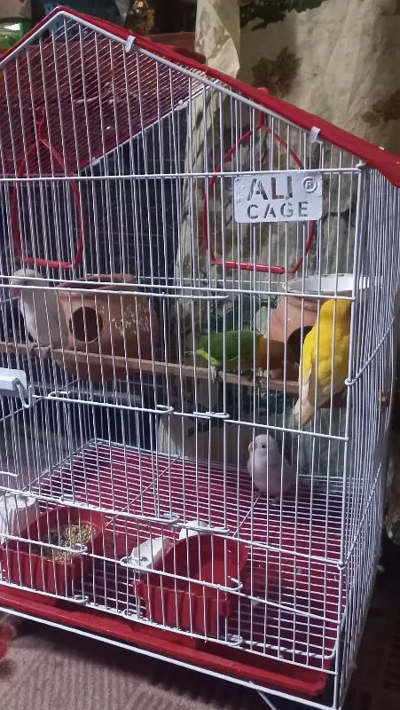 lovebirds 2 pair with cage — photo 2
