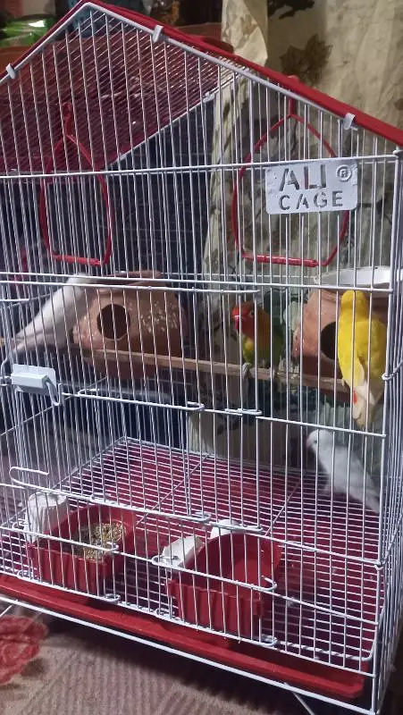 lovebirds 2 pair with cage — photo 3