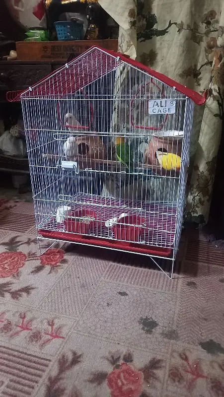 lovebirds 2 pair with cage — photo 4