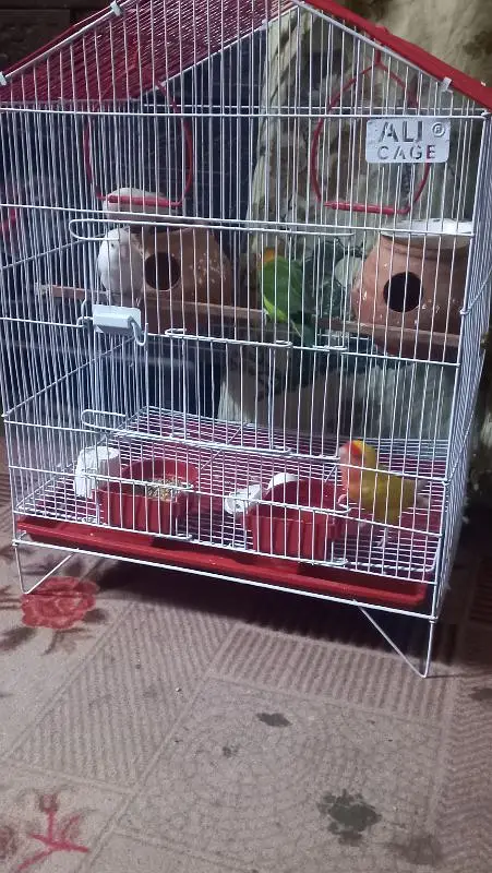 lovebirds 2 pair with cage — photo 5