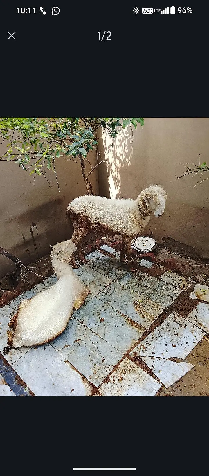 chatra — photo 2