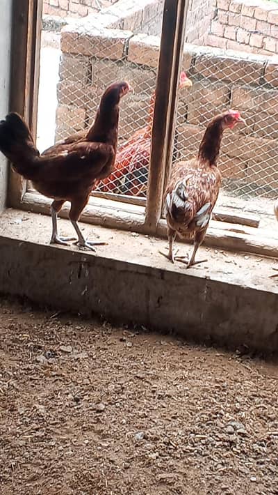 2 desi murgian