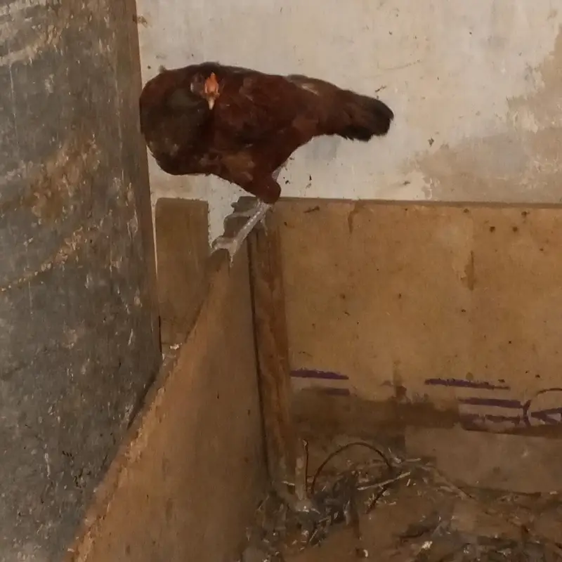 2 desi murgian — photo 2