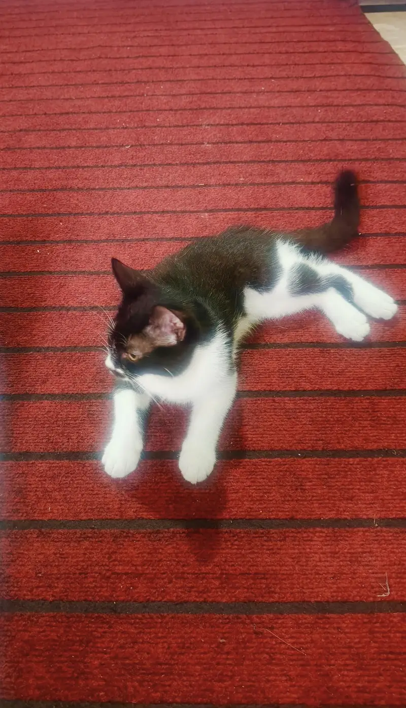 Cat for free — photo 2