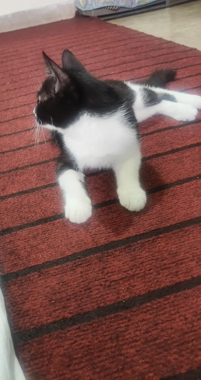Cat for free — photo 3