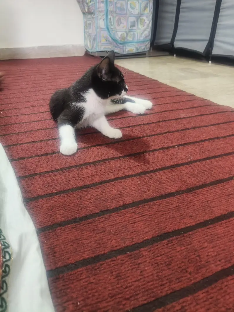 Cat for free — photo 4