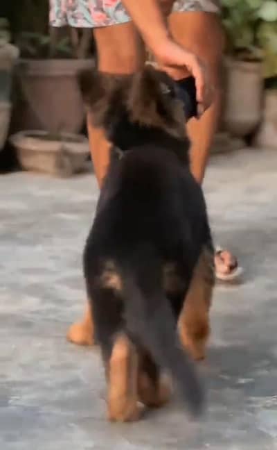 German Shepherd puppies long cot for sale my WhatsApp. 03483362563