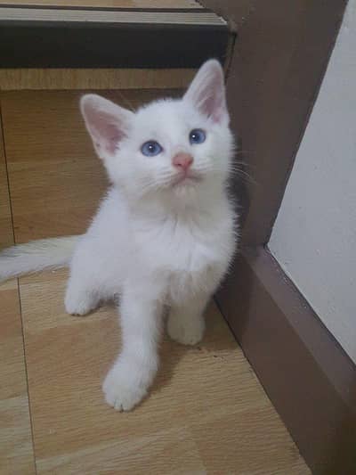 blue eyes active cute make kitten