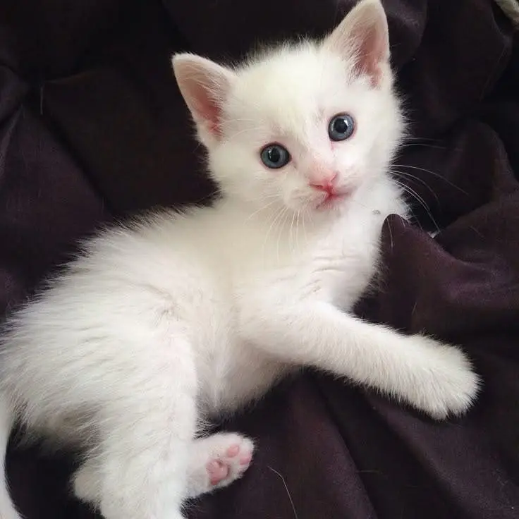 blue eyes active cute make kitten — photo 3