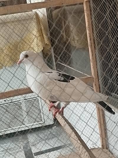 white peigion for sale 1000R. s