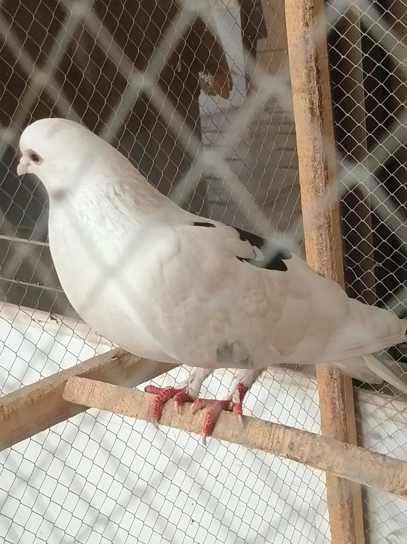 white peigion for sale 500R. s — photo 2