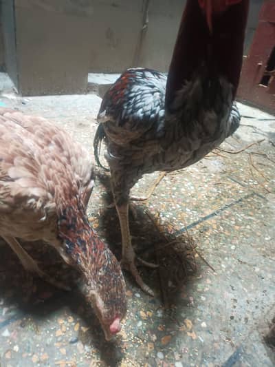 beautiful pair for sale