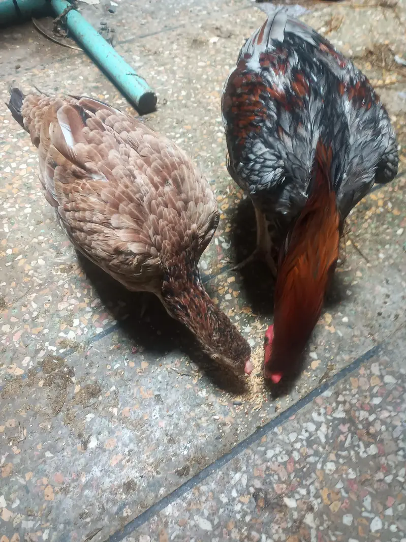 beautiful pair for sale — photo 2