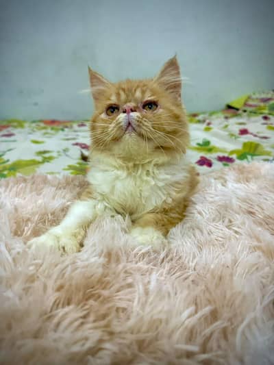 pure persian piki male kitten