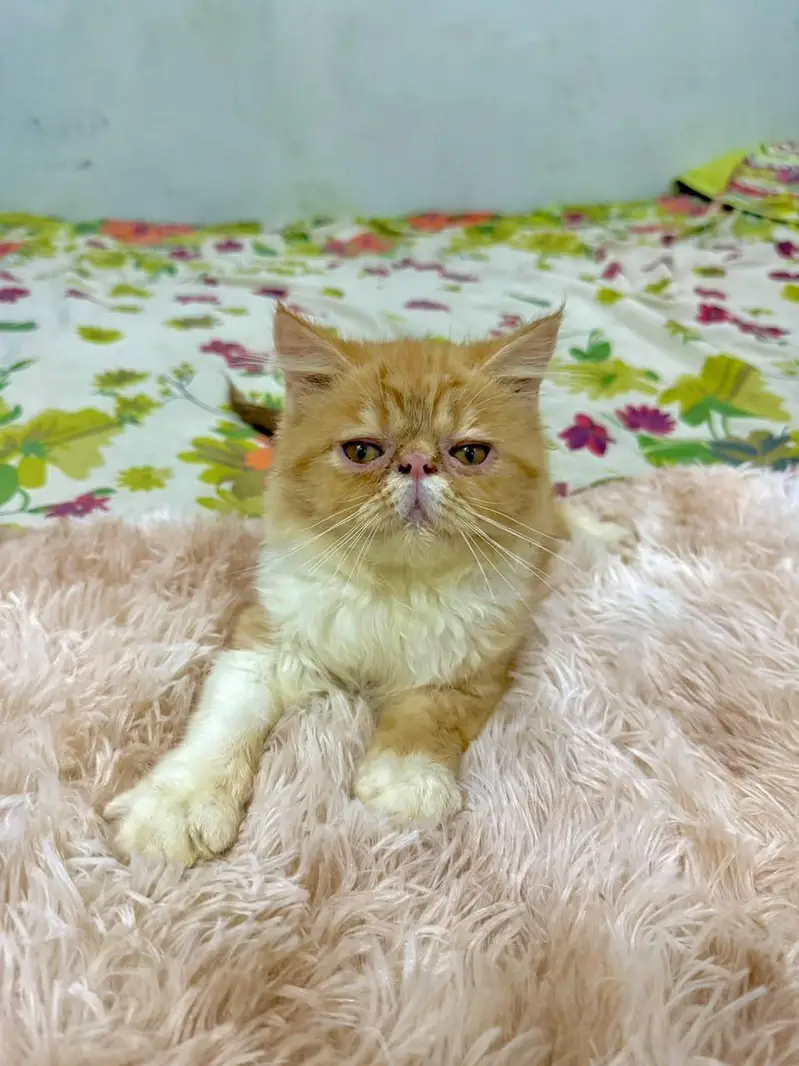 pure persian piki male kitten — photo 2