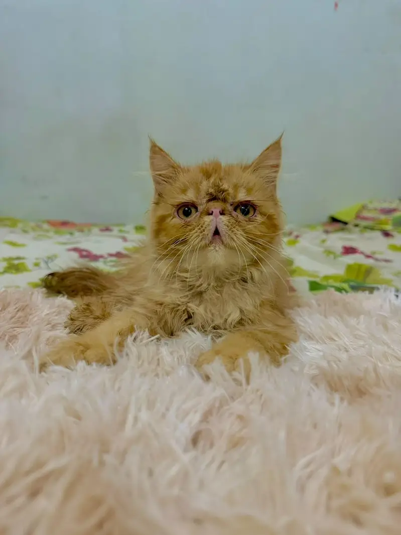 pure persian piki male kitten — photo 3