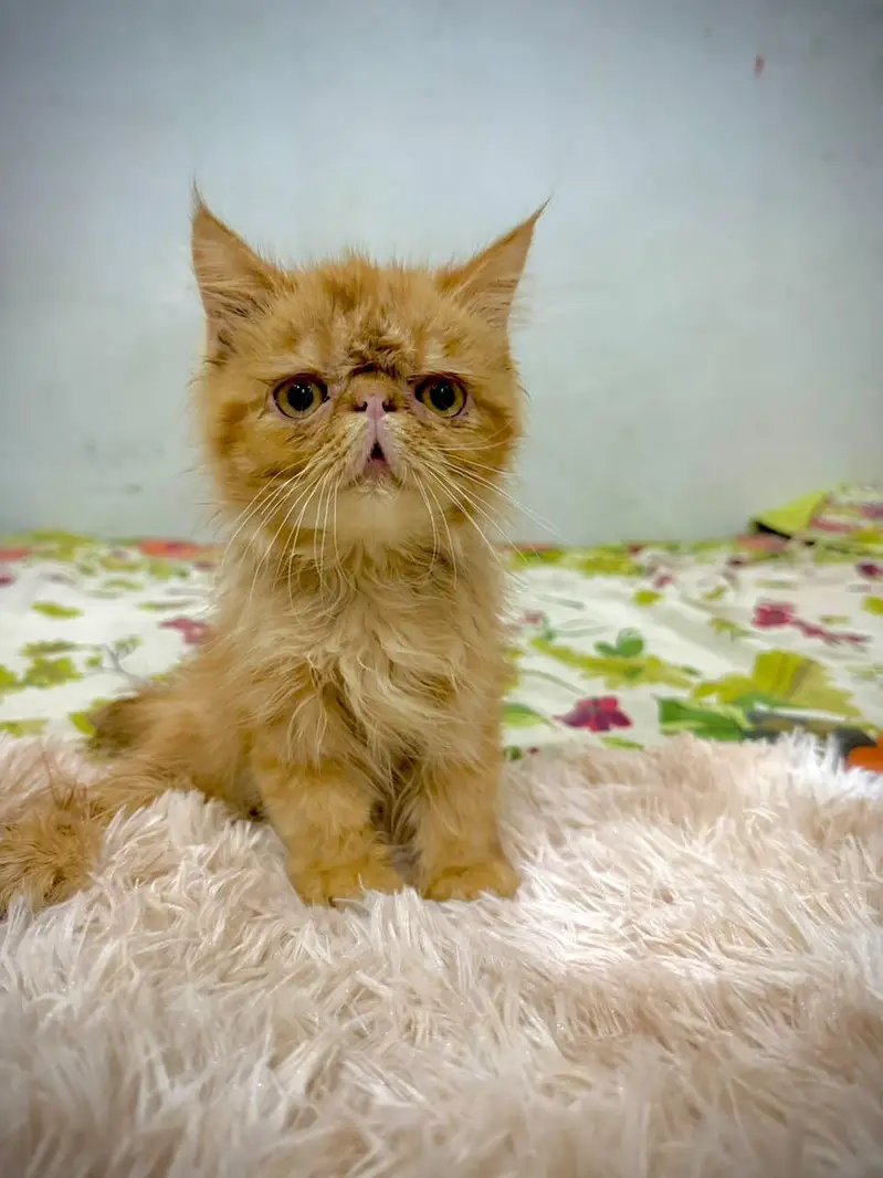 pure persian piki male kitten — photo 4