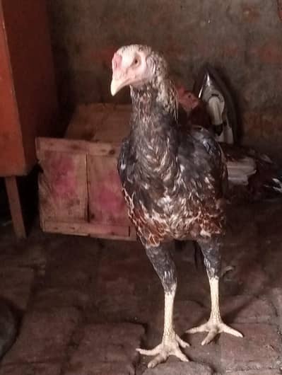 Male hen