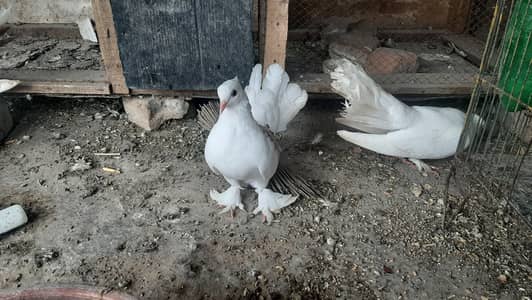 khobsoorat