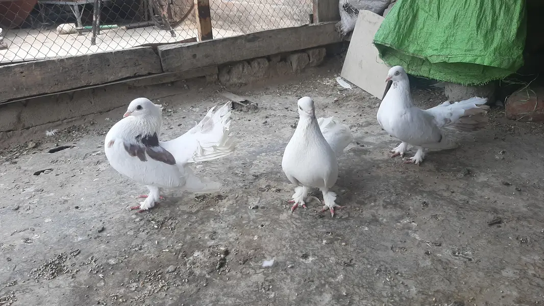 khobsoorat — photo 2