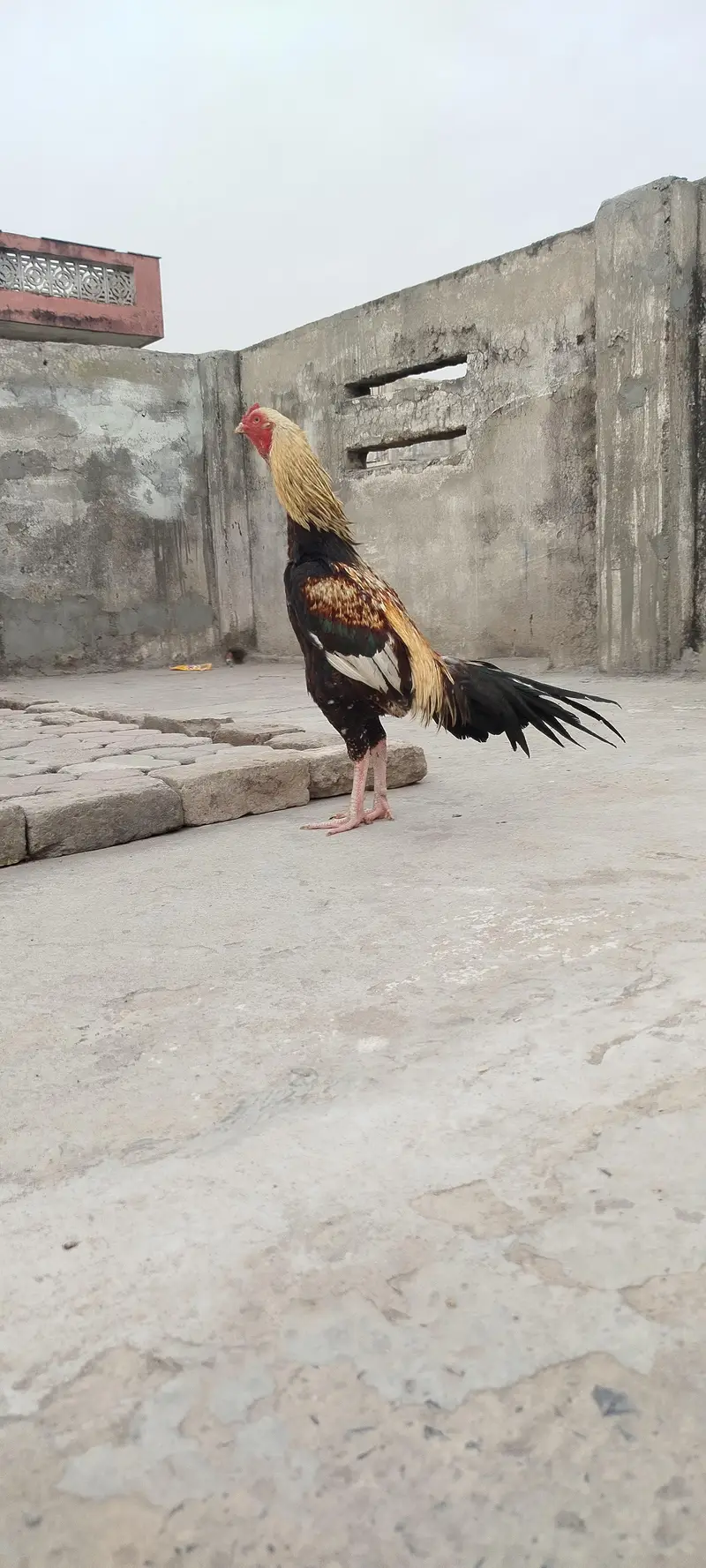 Aseel murga — photo 2