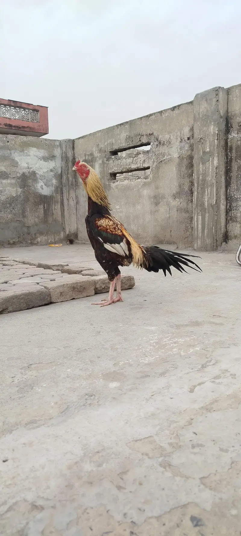 Aseel murga — photo 5