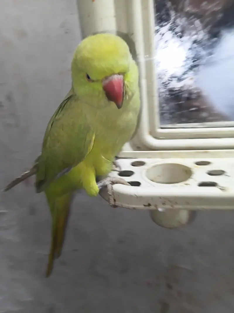 parrqt — photo 3