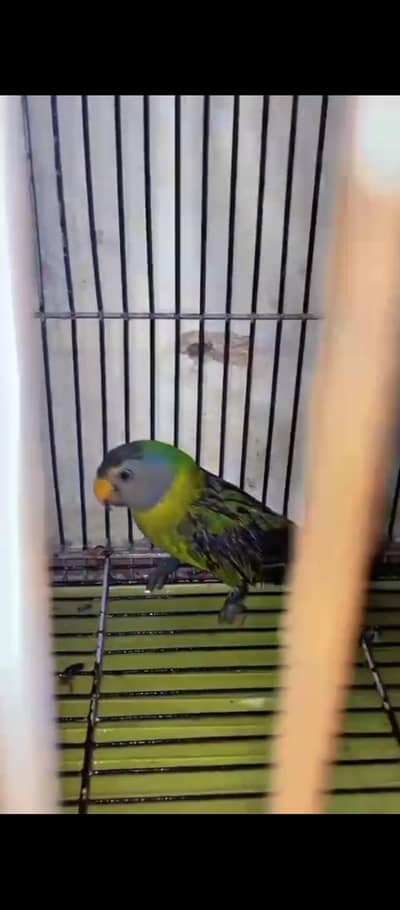 I want to sale my parrot