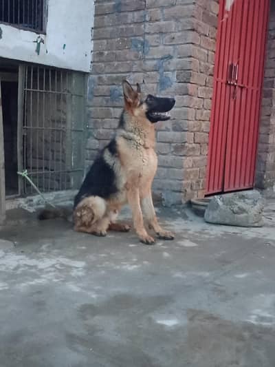 Young Male German shepherd