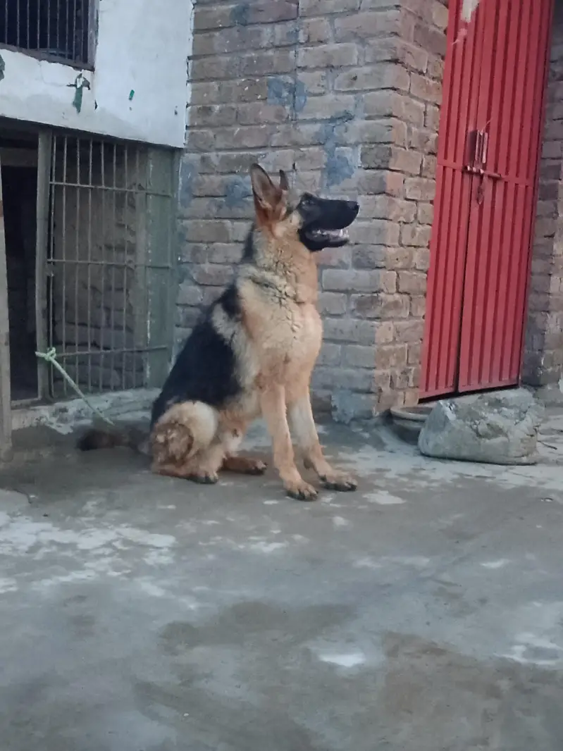Young Male German shepherd