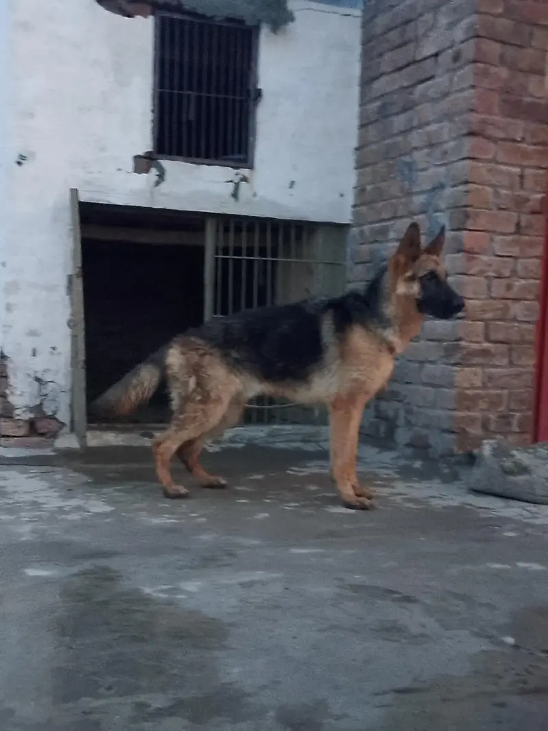 Young Male German shepherd — photo 2