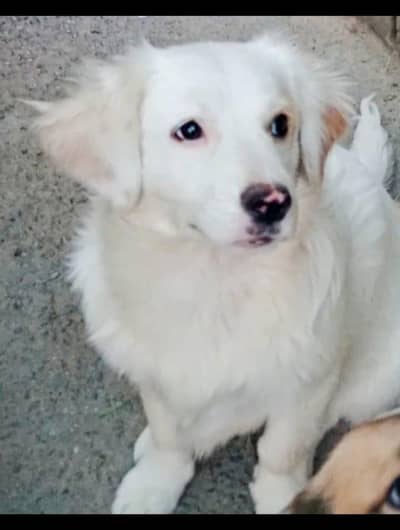puppy for sale
