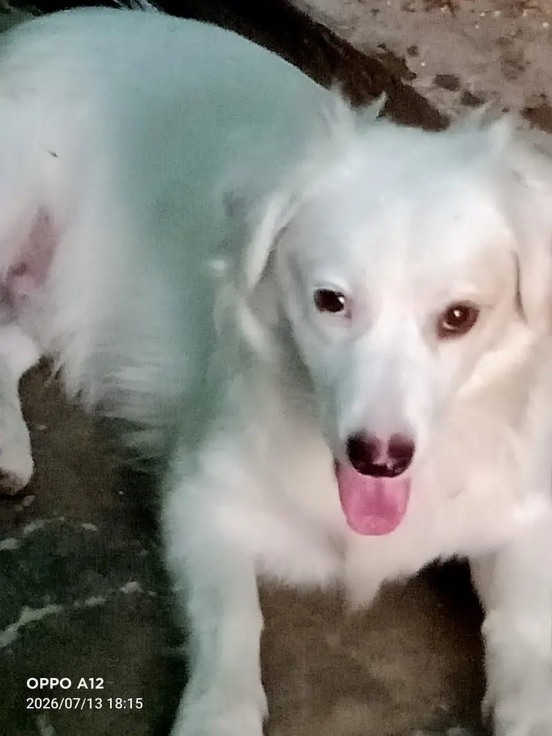 puppy for sale — photo 2