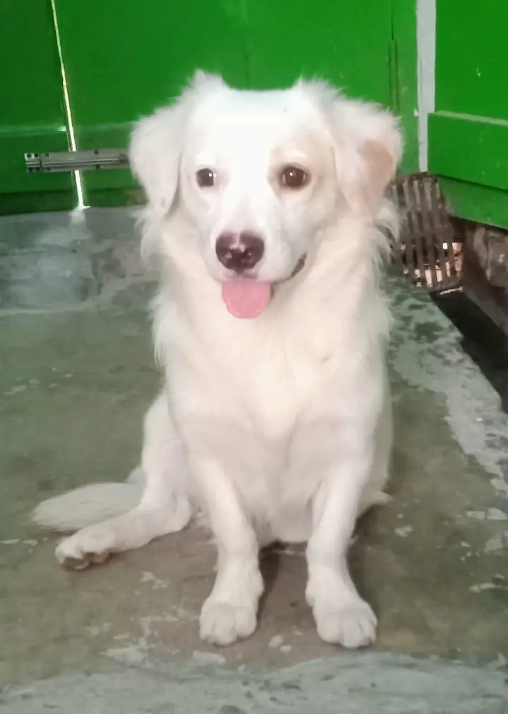 puppy for sale — photo 3