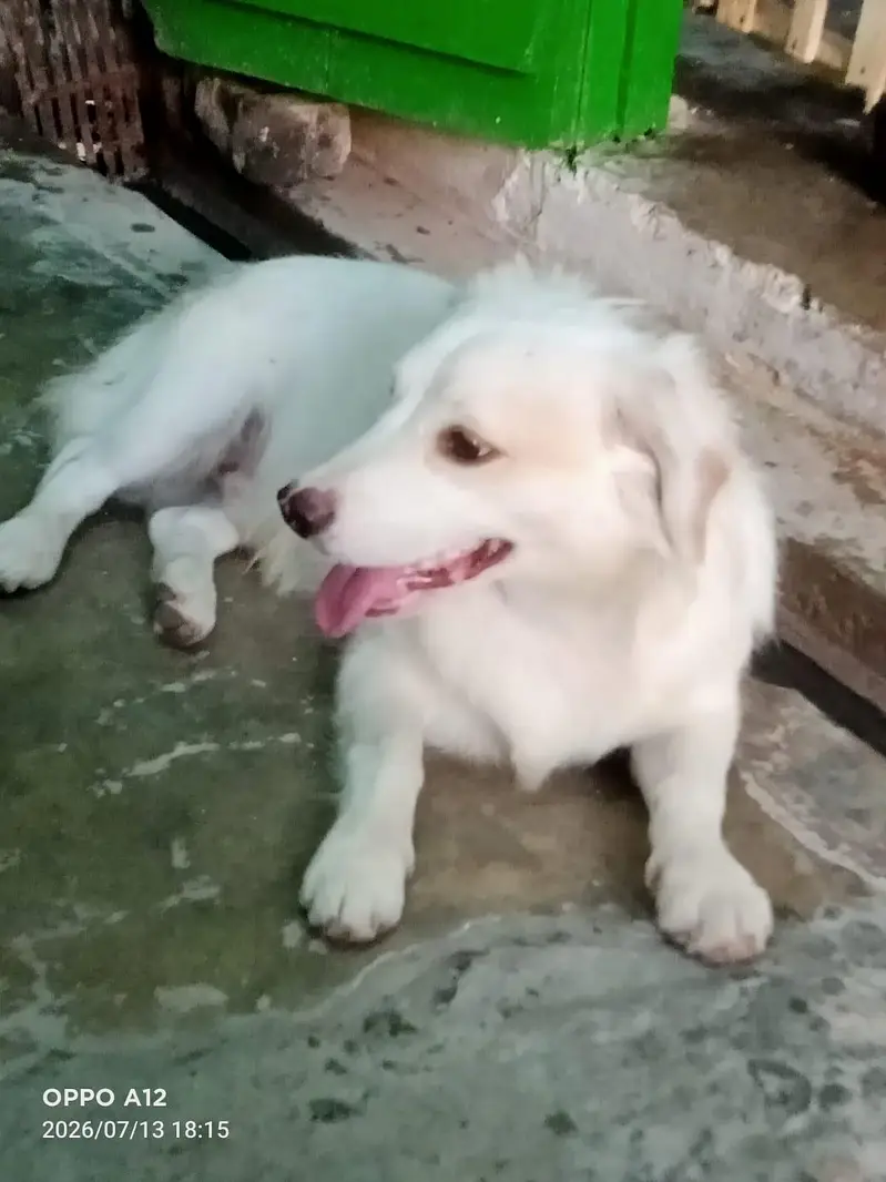 puppy for sale — photo 4