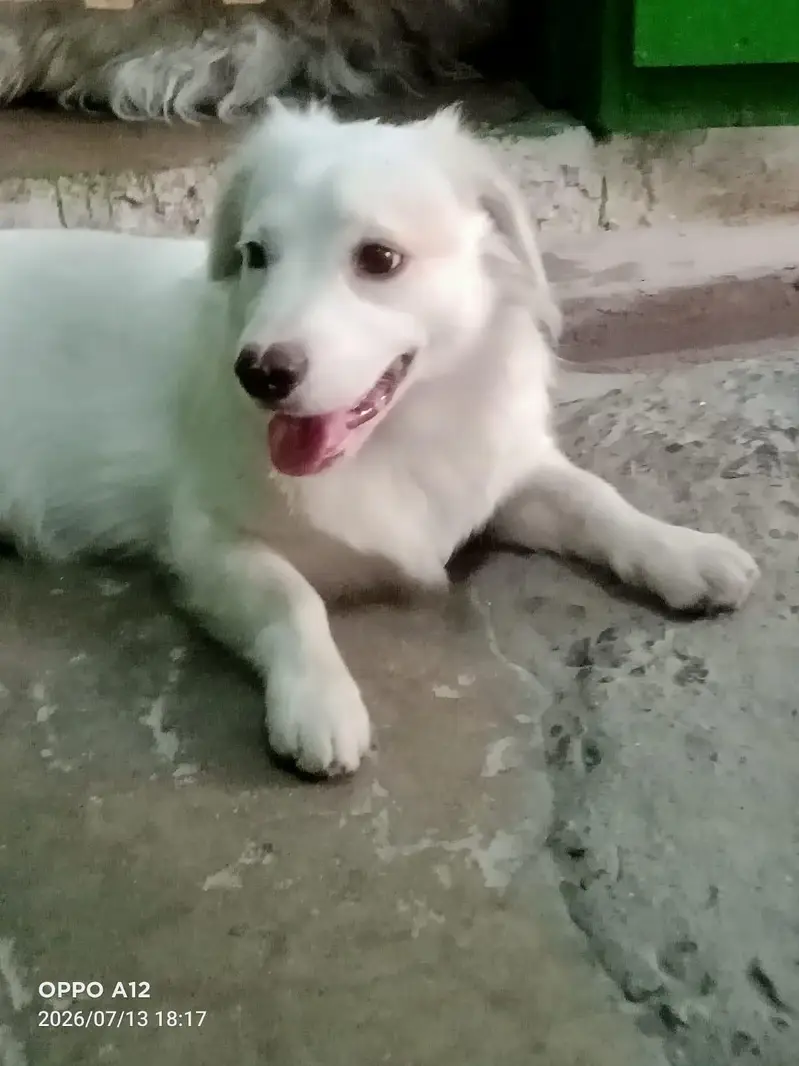 puppy for sale — photo 5