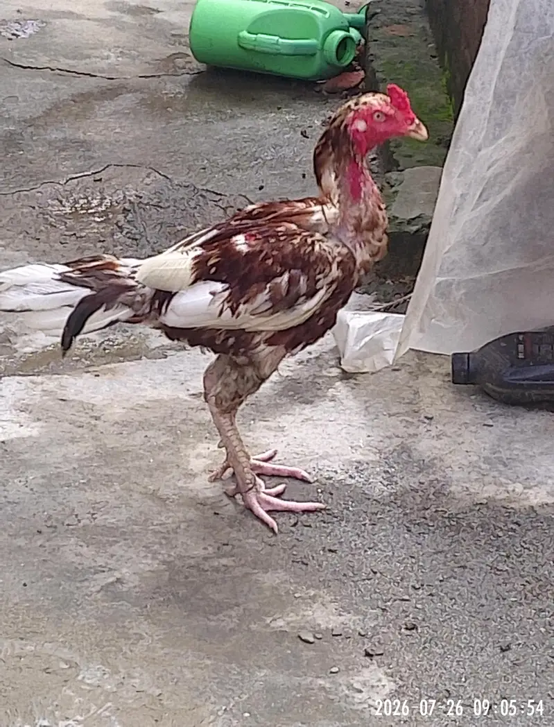 aseel trio set for sale aik aseel or desi ka karash ha — photo 2