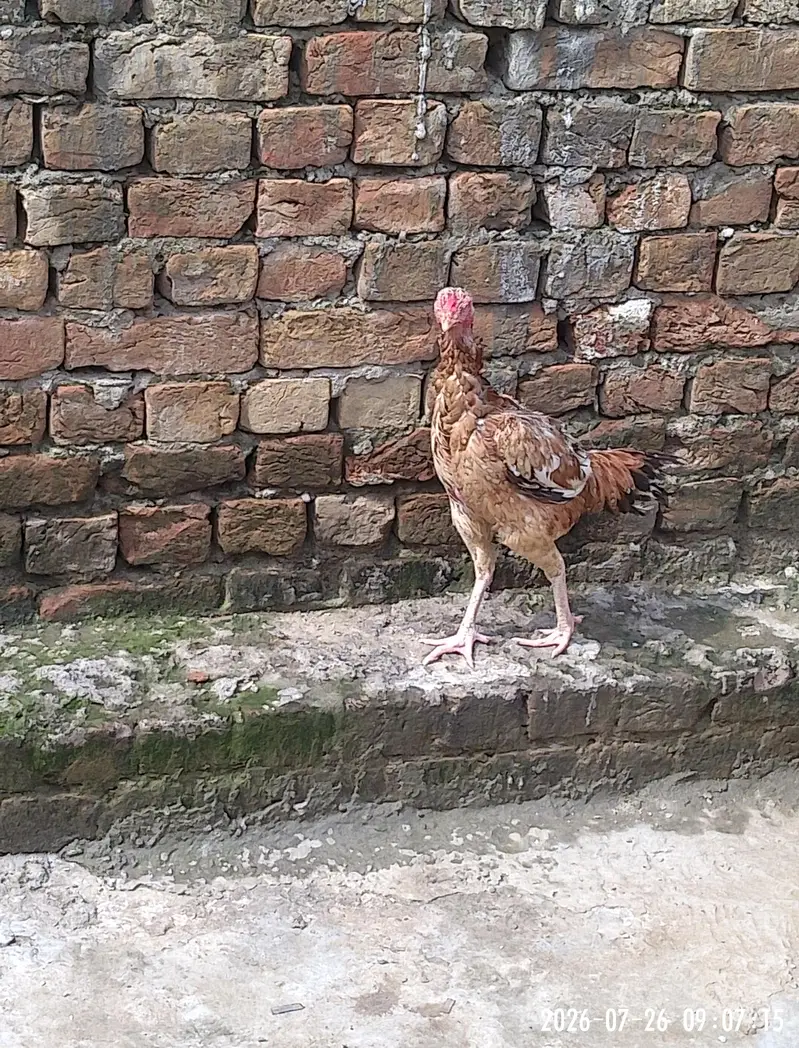 aseel trio set for sale aik aseel or desi ka karash ha — photo 6