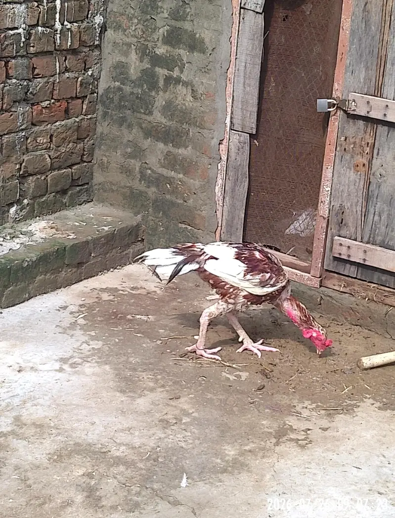 aseel trio set for sale aik aseel or desi ka karash ha — photo 8