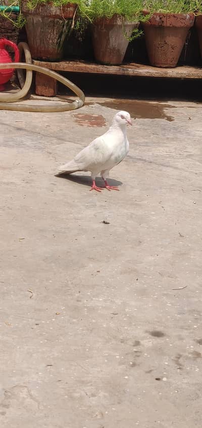 خوبصورت خالص سفید کبوتری | Healthy White Female Pigeon | اچھی حالت