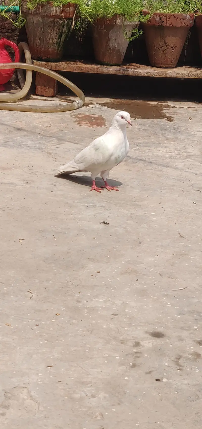 خوبصورت خالص سفید کبوتری | Healthy White Female Pigeon | اچھی حالت