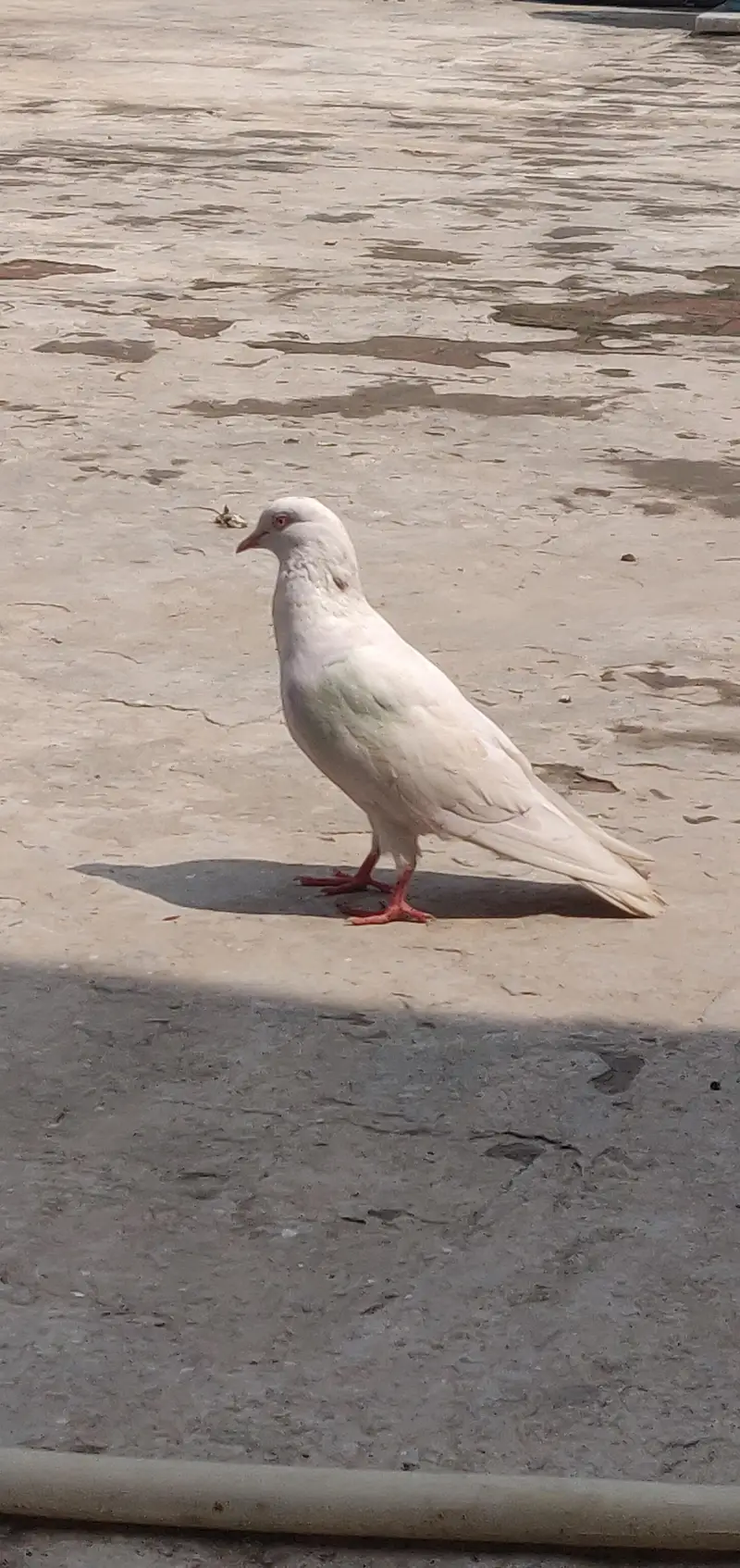 خوبصورت خالص سفید کبوتری | Healthy White Female Pigeon | اچھی حالت — photo 2