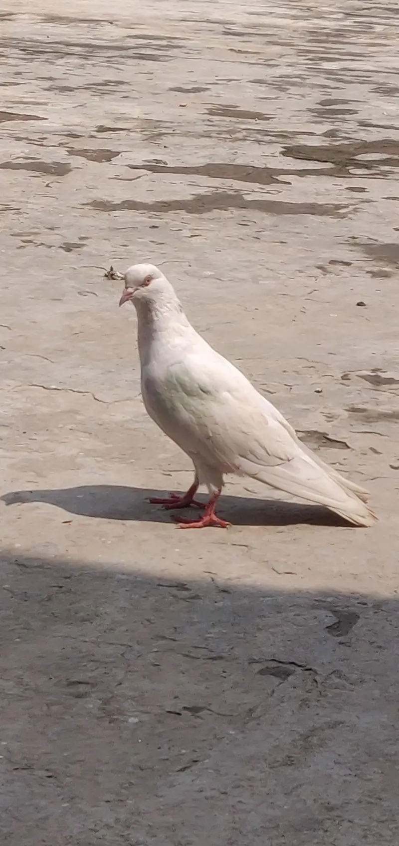 خوبصورت خالص سفید کبوتری | Healthy White Female Pigeon | اچھی حالت — photo 3