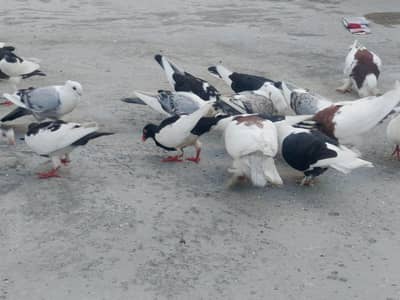 Pigeons for sale