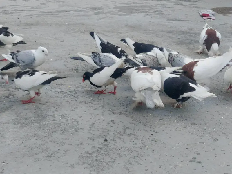 Pigeons for sale