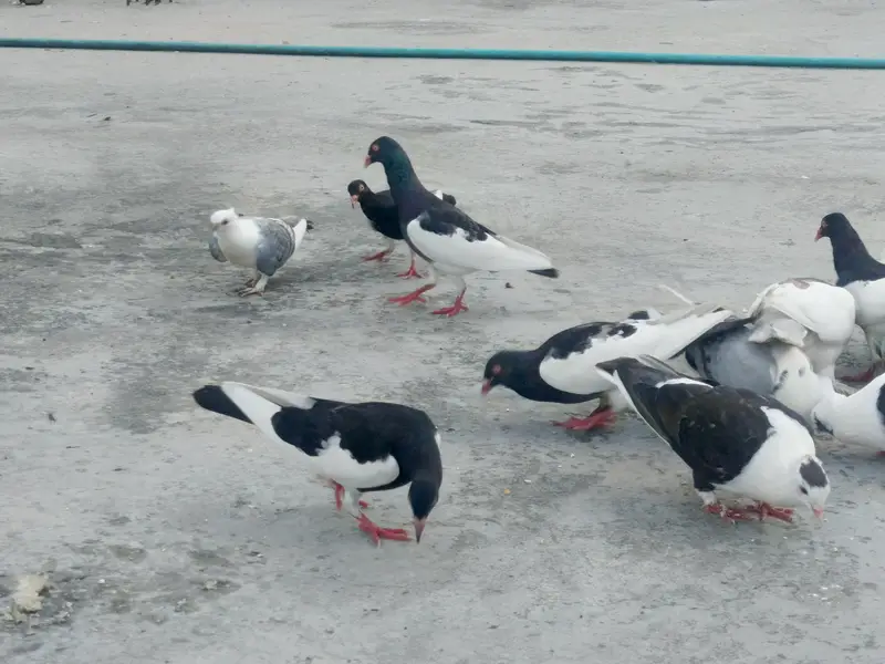 Pigeons for sale — photo 2