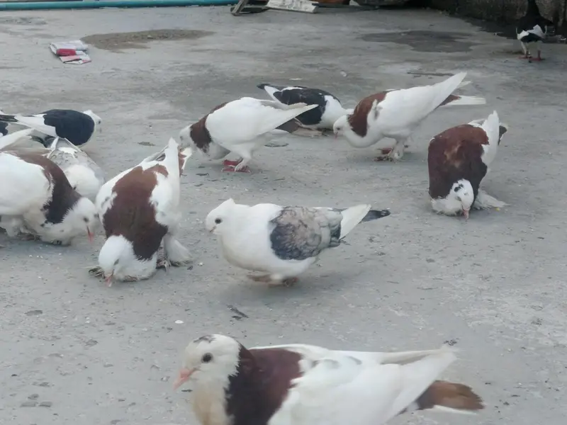 Pigeons for sale — photo 3