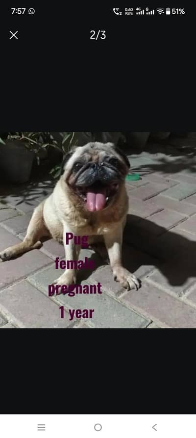 Pug female pregnant